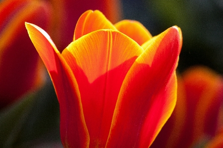 Natur blüte anlage fotografie Foto