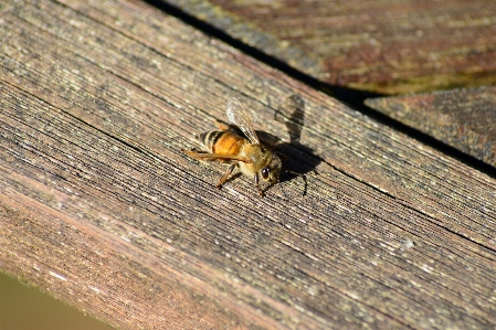 Nature photography leaf fly Photo