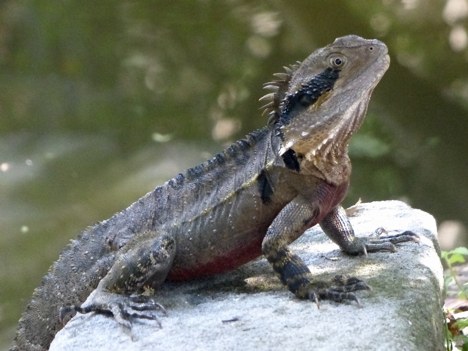 Natura pustynia
 zwierzę dzikiej przyrody