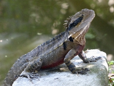 Foto Naturaleza desierto
 animal fauna silvestre