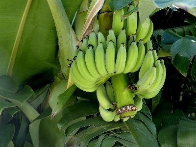 Tree plant bunch fruit Photo