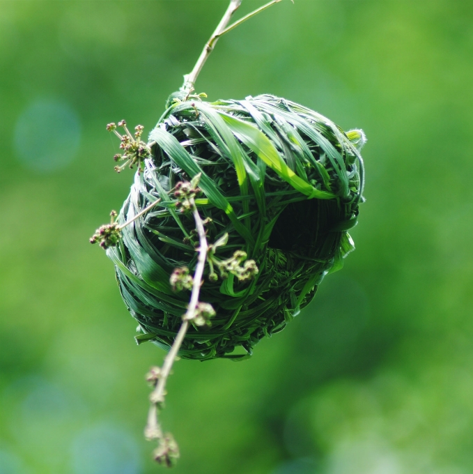 Nature grass branch plant