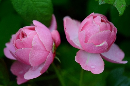 Nature blossom plant flower Photo