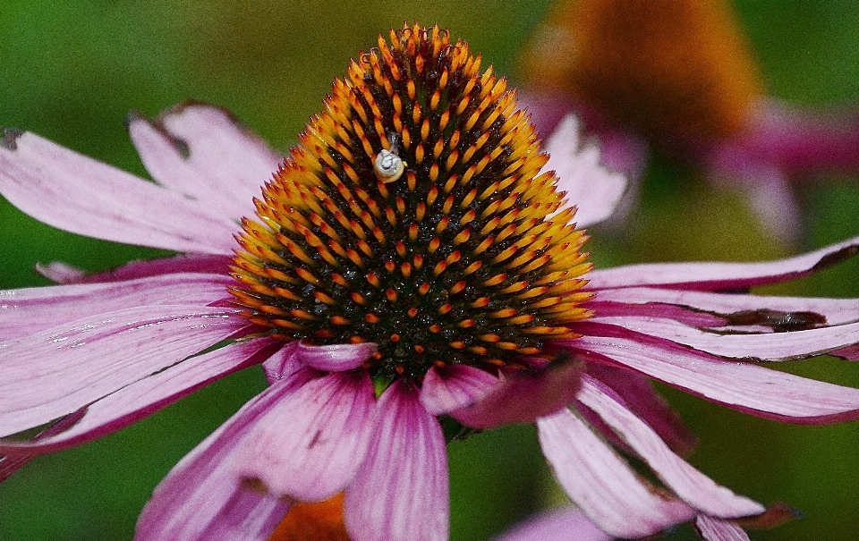 Nature usine la photographie fleur