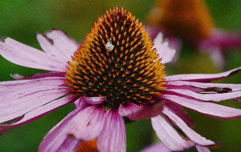 自然 植物 写真撮影 花 写真