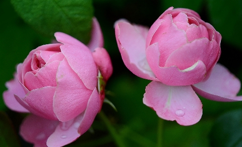 Nature blossom plant flower Photo