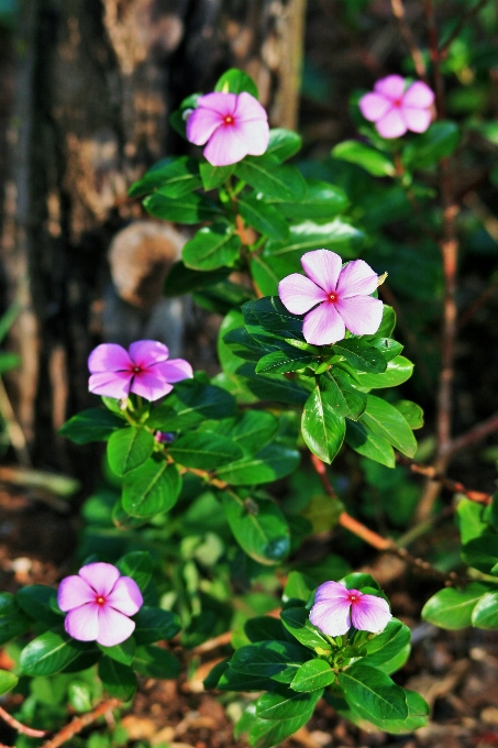 Naturaleza florecer planta flor