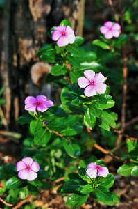 自然 花 植物 花弁 写真