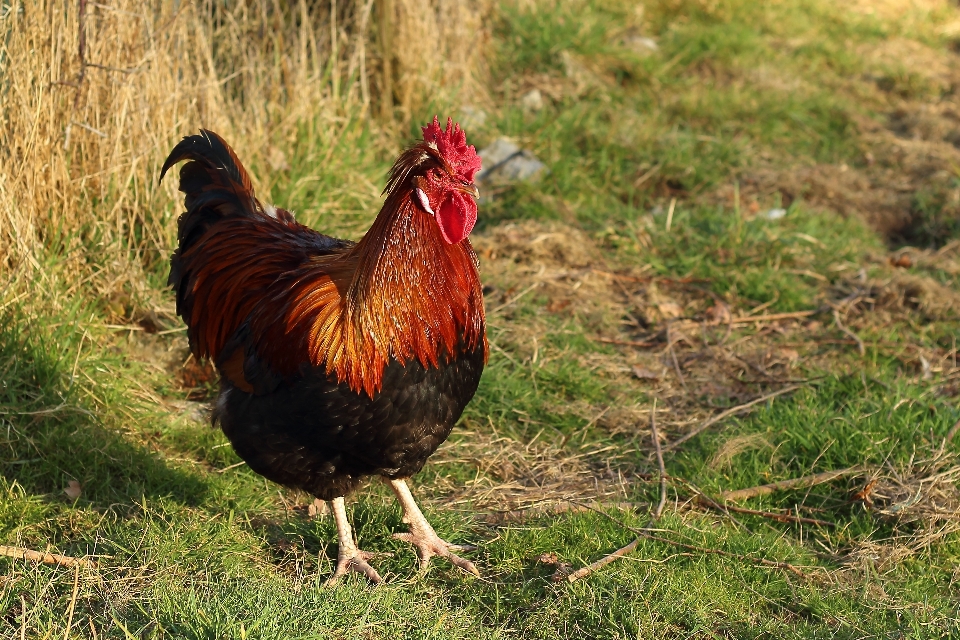 Pájaro granja pradera
 pico