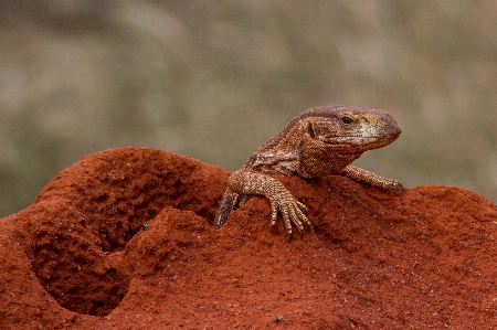 Nature wildlife africa reptile Photo