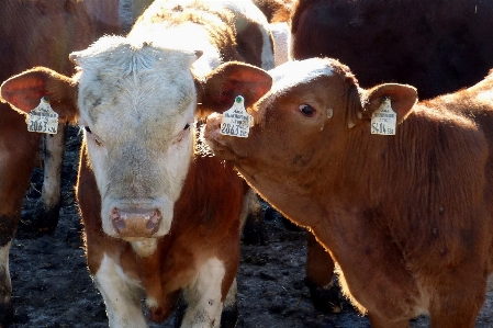 Foto Bestiame pascolo
 mammifero agricoltura