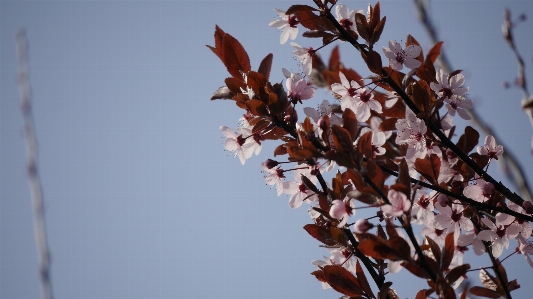 Baum natur zweig blüte Foto