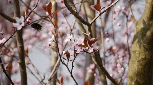 Tree nature branch blossom Photo