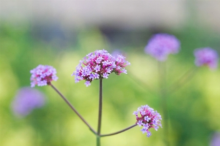 Landscape nature outdoor blossom Photo