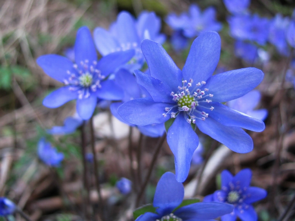 Paesaggio natura all'aperto fiore