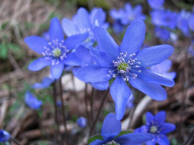 Foto Paesaggio natura all'aperto fiore