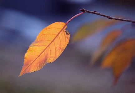 Tree nature branch light Photo