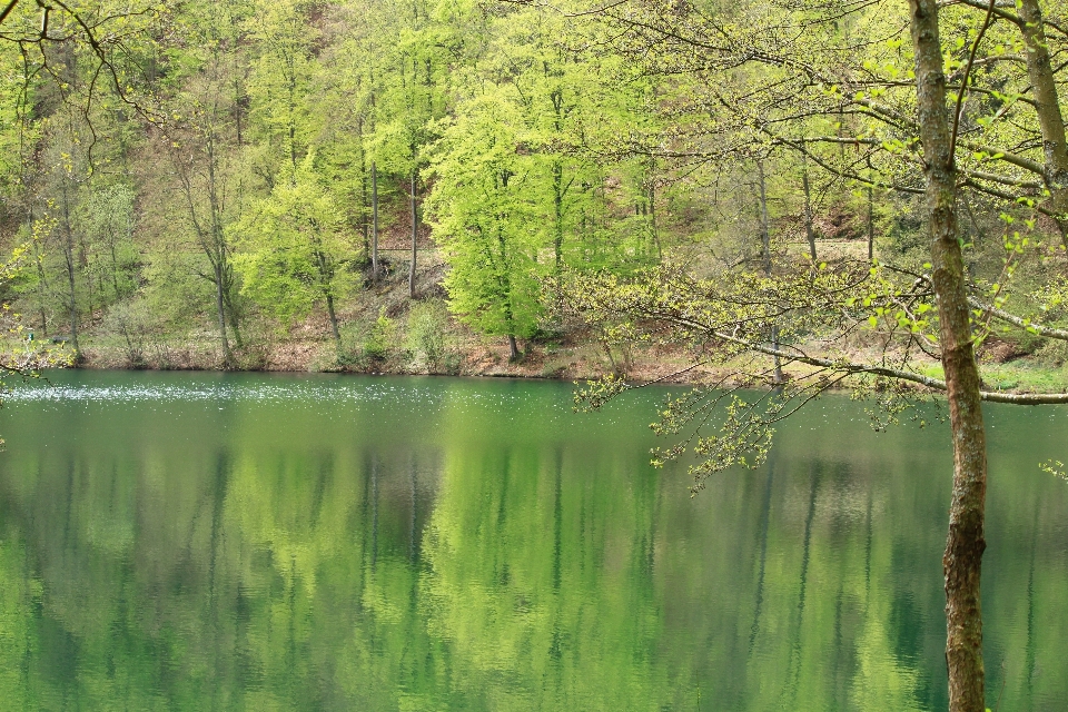 風景 木 水 自然