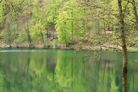 Landscape tree water nature Photo