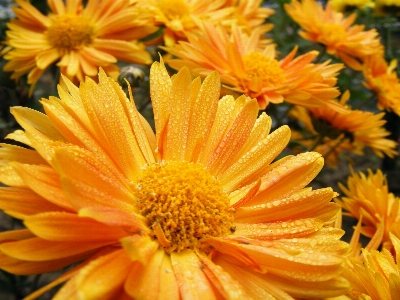 Foto Paesaggio natura all'aperto fiore