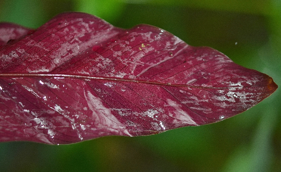 árvore água natureza derrubar