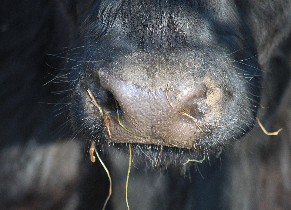 干し草 動物 野生動物 食べ物