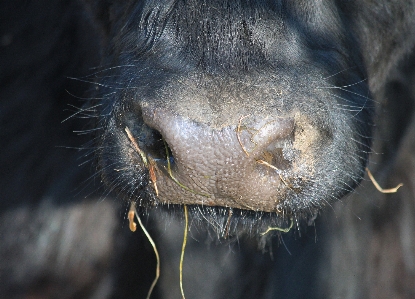 干し草 動物 野生動物 食べ物 写真