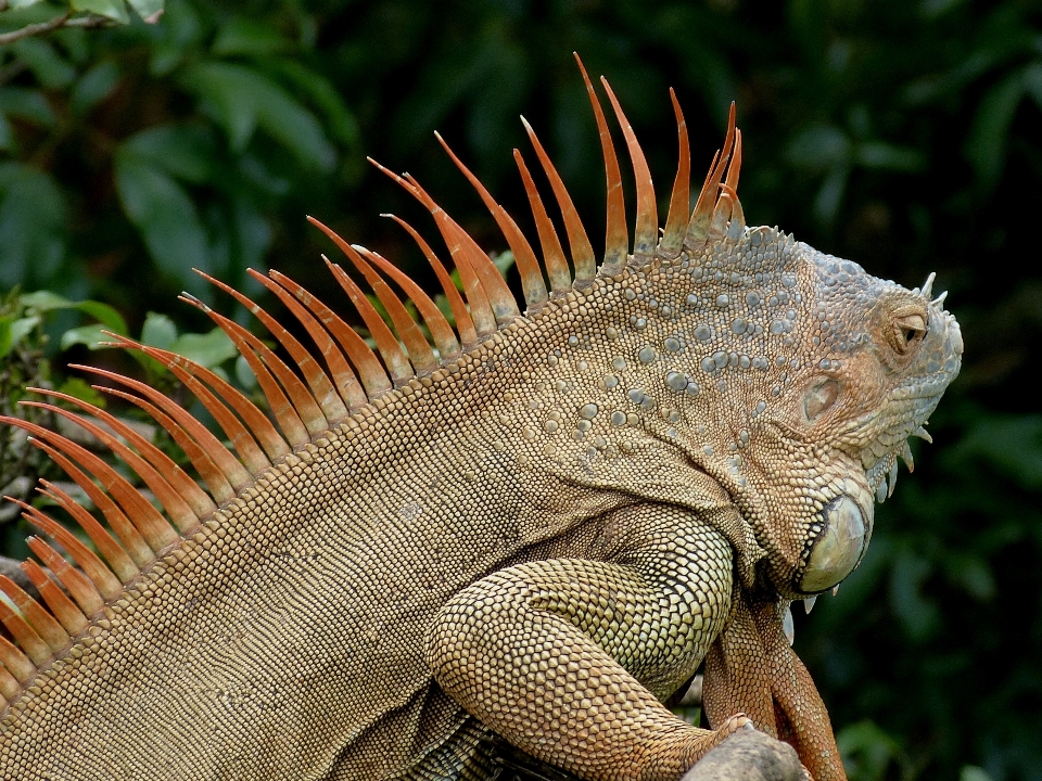 Animal wildlife tropical botany