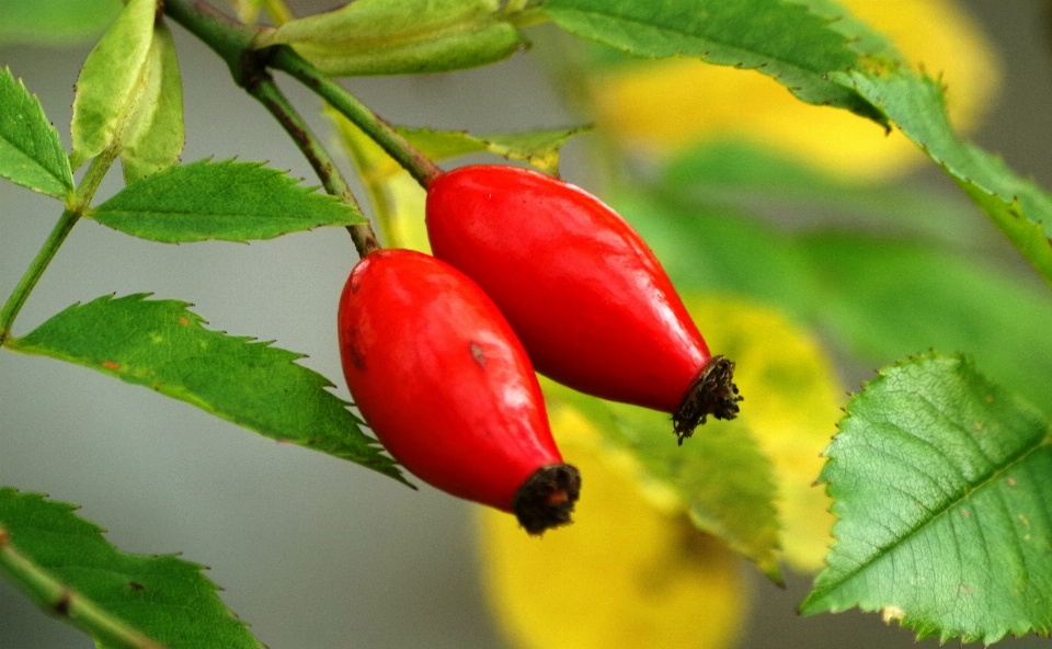 Nature usine fruit fleur