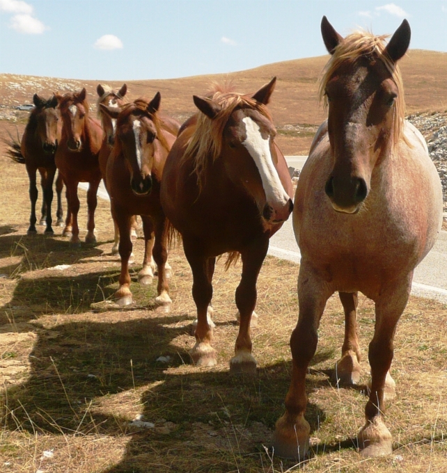 Countryside animal herd pasture