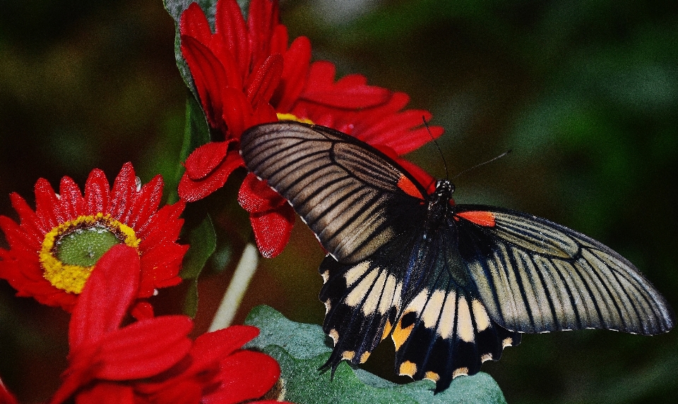 Asa branco flor animal