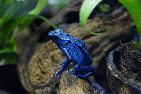 Foto Animais selvagens jardim zoológico tropical biologia