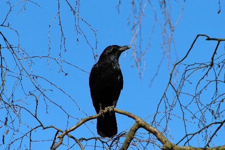 Branch bird animal wildlife Photo