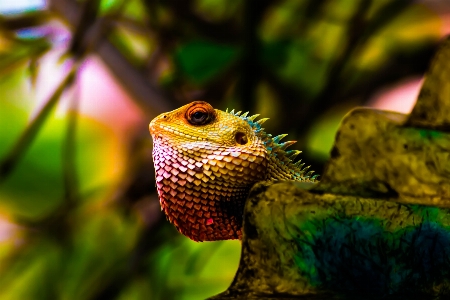 自然 野生動物 緑 密林 写真