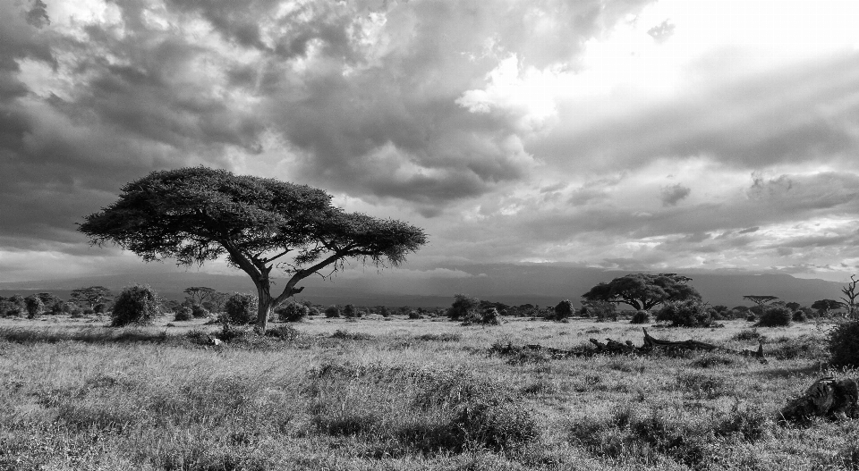 Paysage arbre nature herbe