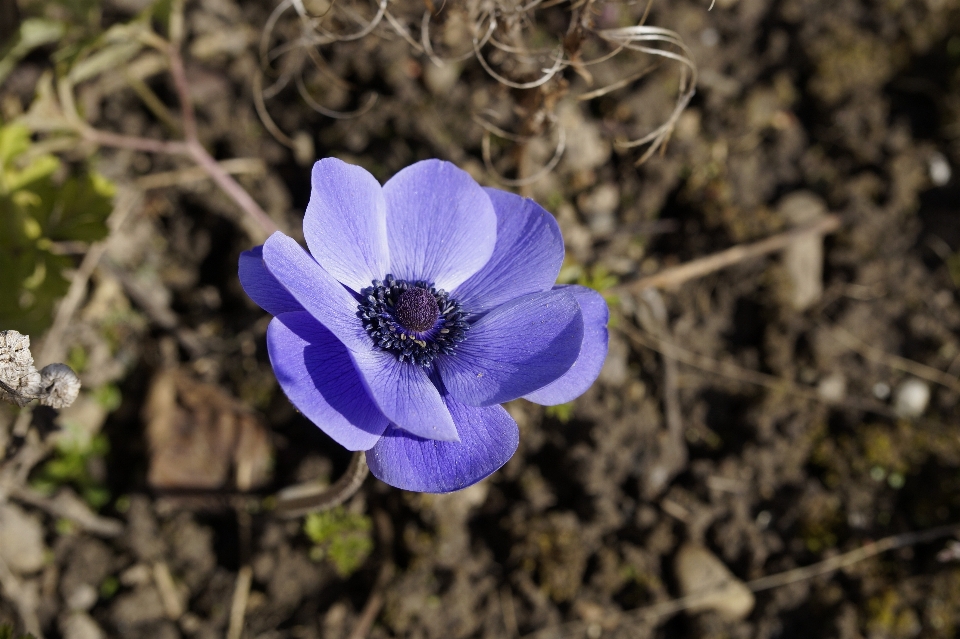 Nature fleurir usine fleur