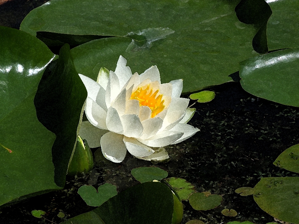 自然 ライト 植物 葉