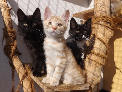 Foto Bianco e nero
 animale gattino