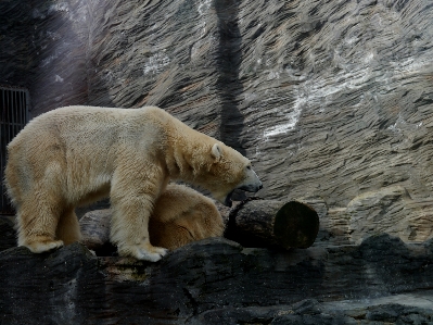 Photo Blanc animal ours faune