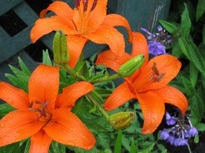 Foto Planta hoja flor pétalo