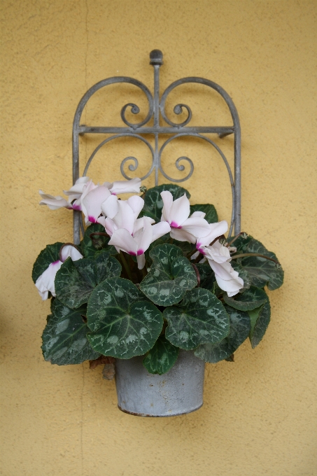 Natura fiore pianta foglia