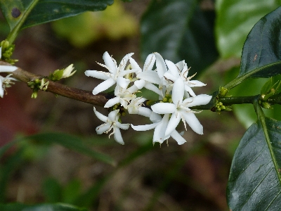 Tree blossom coffee plant Photo