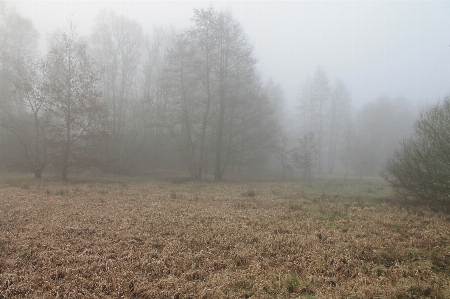 Landscape tree forest grass Photo