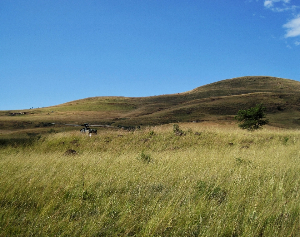 Paesaggio natura erba all'aperto