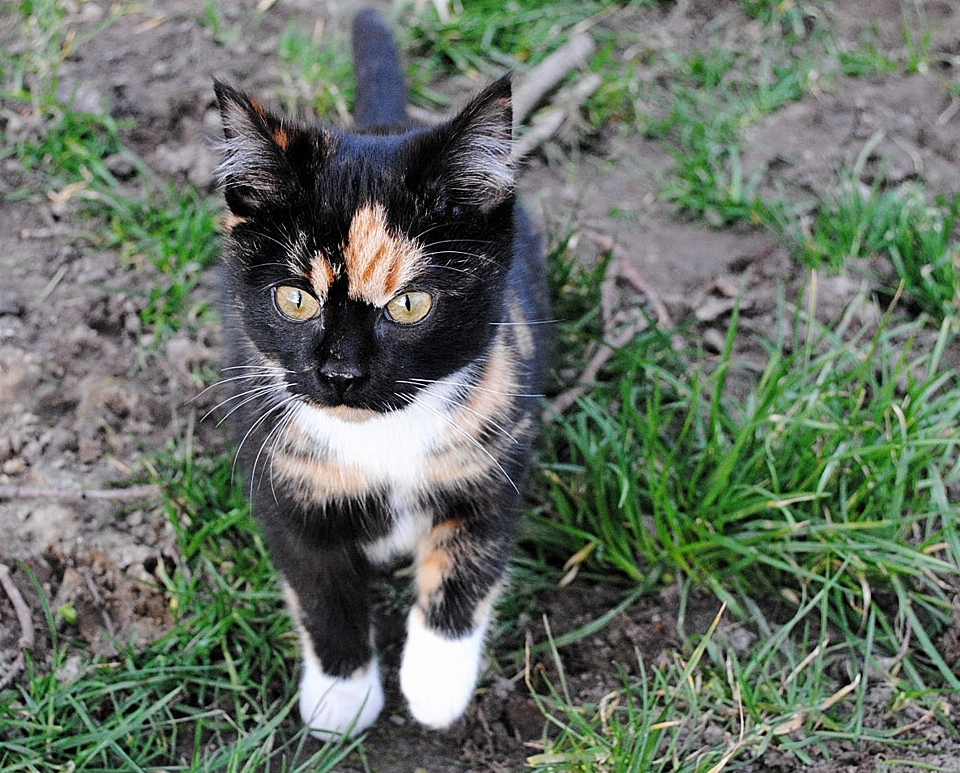 草 小猫 猫 哺乳动物