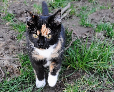 Foto Césped gatito gato mamífero