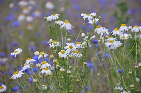 Nature grass blossom plant Photo