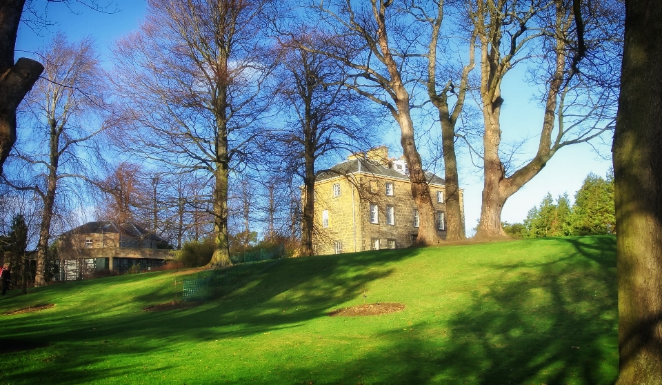 Baum natur die architektur wiese
