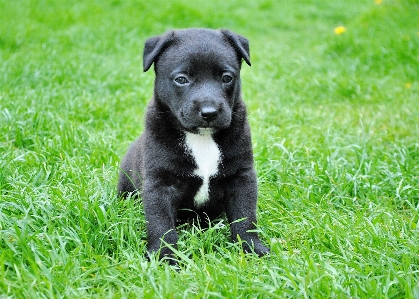 Foto Erba cucciolo cane mammifero