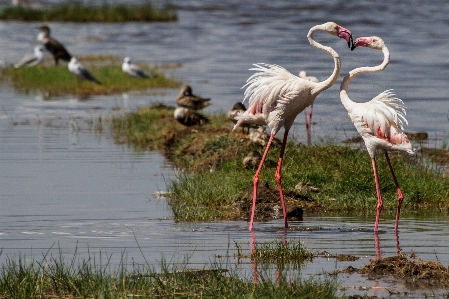 Foto Alam burung satwa margasatwa